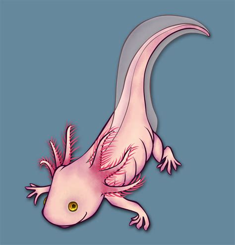 Axolotl Axolotl Cute Cute Cartoon Drawings Axolotl Art Images And