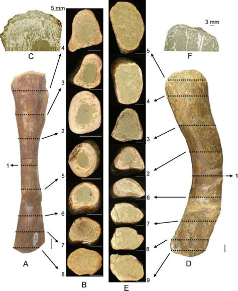 They build the entire picture, improve your understanding, consolidate the information and facilitate recall. Polished serial cross sections and epiphyseal longitudinal ...