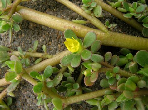 Pig Weed Bush Food Bush Tucker Taste Australia Native Food Indigenous