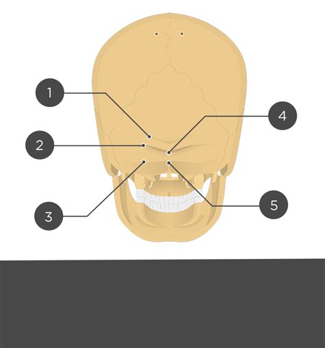 Occipital Bone Posterior View