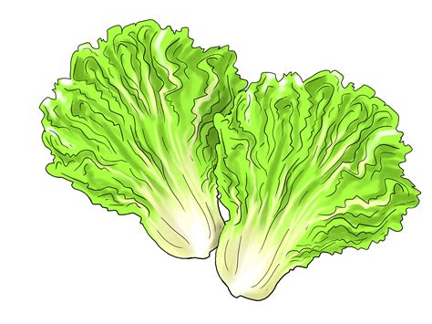 Lettuce Drawing At Explore Collection Of Lettuce