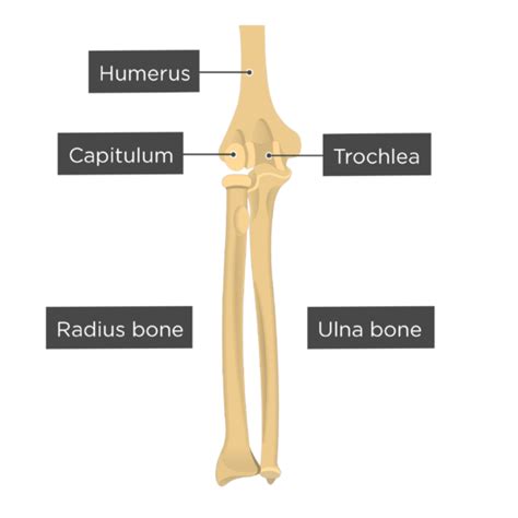 Anatomy Of Radius And Ulna Anatomical Charts And Posters