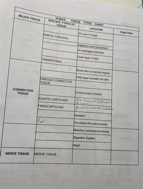 Solved MAJOR TISSUE HUMAN TISSUE TYPES CHART SPECIFIC TYPES OF TISSUE