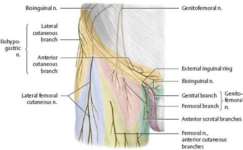 Inguinal Nerve Distribution