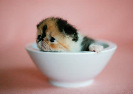 Pictures Of Cats Looking Cute In Cups