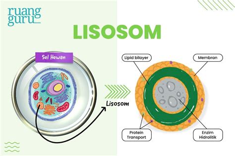 9 Macam Organel Sel Tumbuhan Dan Sel Hewan Serta Fungsinya Biologi