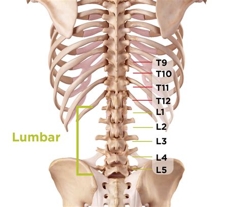 Spondylolisthesis Treatment Back Braces And Surgery Recovery