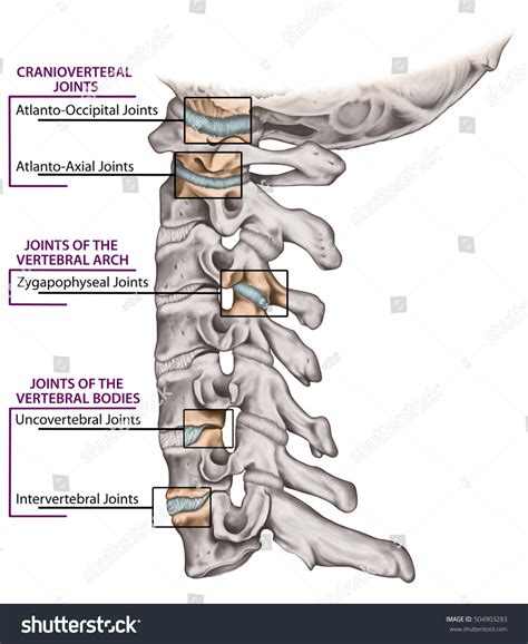 Joints Vertebral Column Cervical Spine Structure Stock Illustration