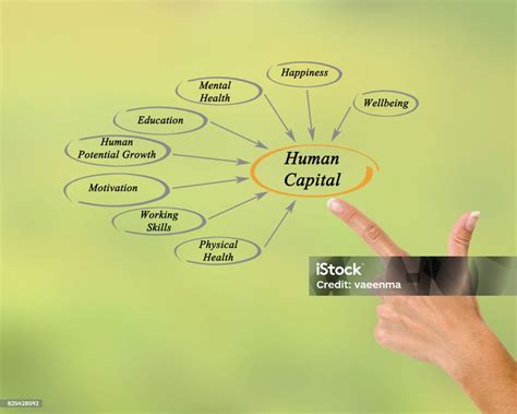 Diagram Of Human Capital Stock Photo Download Image Now Capital