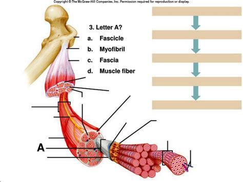 Non Striated Voluntary Muscle