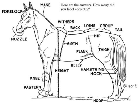 Parts Of A Horse Printable Diagram