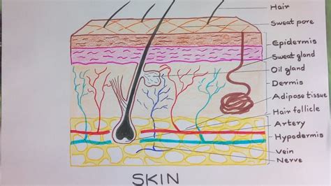 Skin Diagram How To Draw And Label The Parts Of Skin Youtube