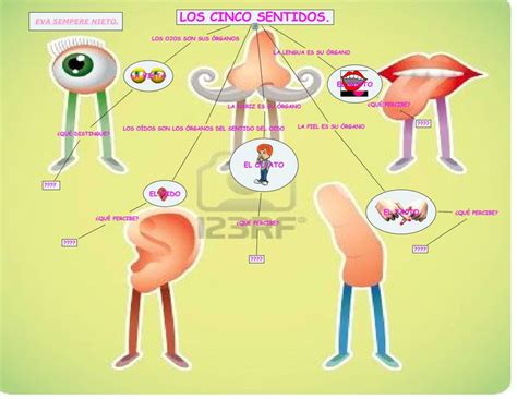 Los Cinco Sentidos Los Cinco Sentidos Organos De Los Sentidos Sentidos