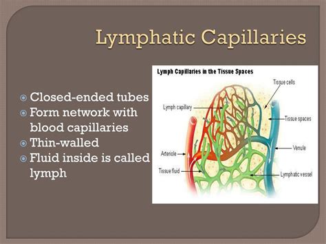 Ppt Lymphatic System Powerpoint Presentation Free Download Id4236457