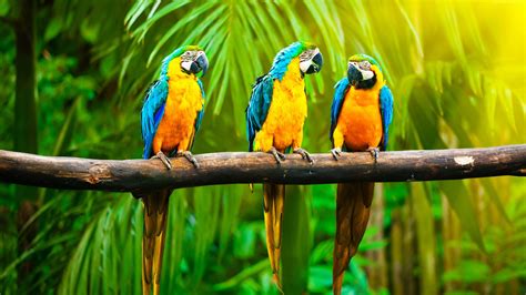 4k Parrot Wallpapers Wallpaper Cave