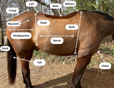 Parts Of A Horse Horse Anatomy With Pictures Equestrians Guide