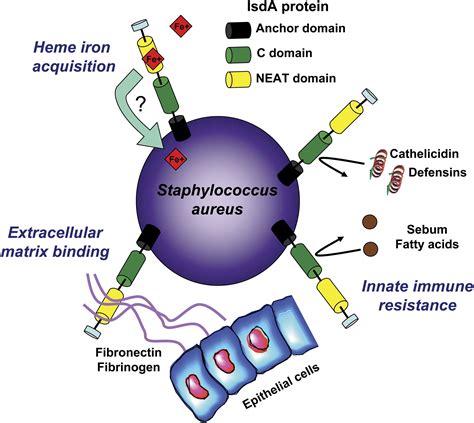 Staphylococcus Aureus Diagram