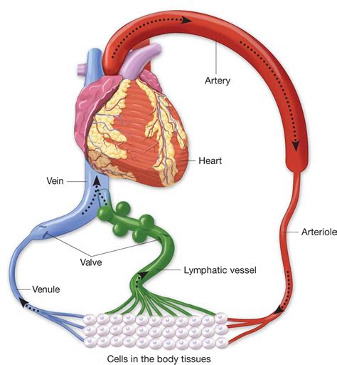 Shows How Lymphatic System Returns Blood To Circulation Anatomy