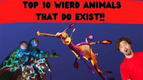 Top 10 Weird Animals That Actually Exist Worlds Most Strange