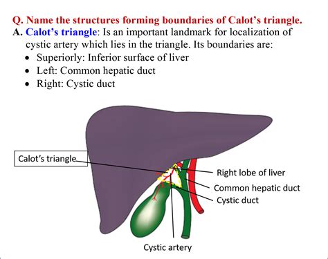 Extrahepatic Biliary Apparatus Anatomy QA