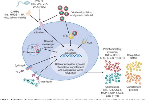 Pdf Pathophysiology Of Neonatal Sepsis Semantic Scholar