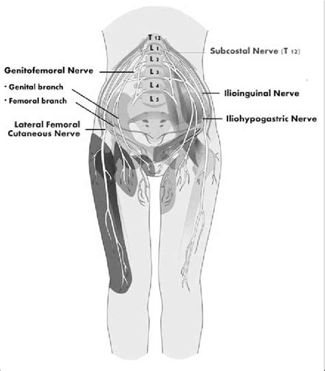 Ilioinguinal Nerve Block Anatomy