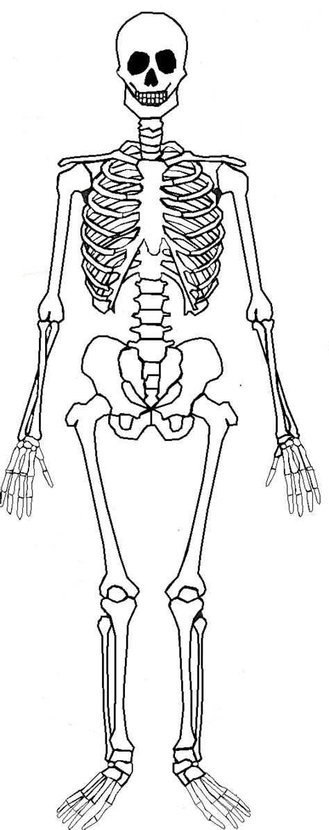 Free Printable Human Skeleton Diagram