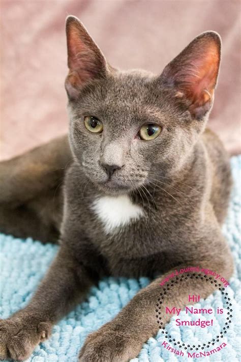 Nashville cat rescue is an all volunteer 501c3 organization with no paid staff. Adopt Smudge on Petfinder | Kitten adoption, Cat adoption ...