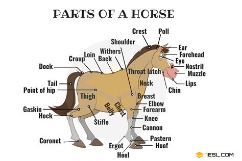 The Body Parts Of A Horse Gegu Pet