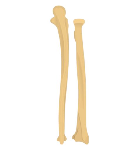 Radius And Ulna Bones Anatomy Posterior Markings