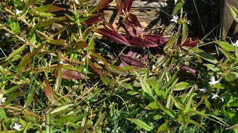 Virginia Buttonweed Nc State Extension