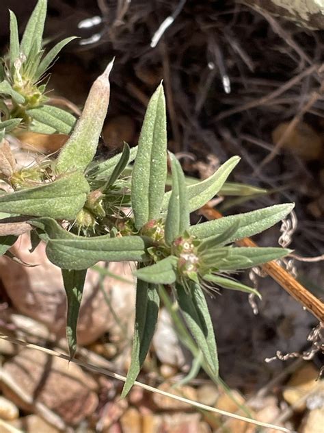 Rough Buttonweed From Mullin Tx Us On October 15 2023 At 0317 Pm By