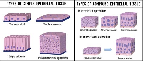 Stratified Epithelial Tissue Diagram