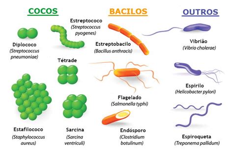 Microbiologia Resumo O Que E Microrganismos Toda Mat Ria