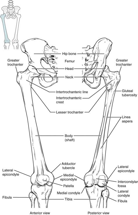 Anchor chart diagram leg human knee skeleton health bone science human body. Bones of the Lower Limb | Anatomy and Physiology