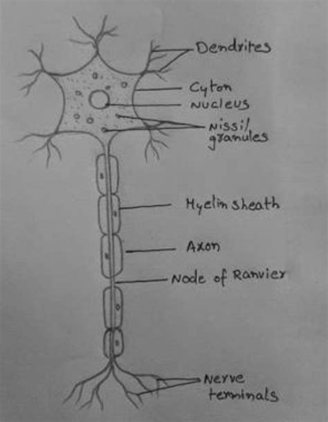 Well Labelled Diagram Of Neuron Preferably Hand Drawn Science