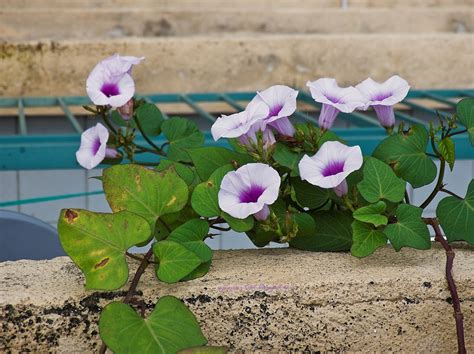 The sweet potato plant or sweet potato vine has been cultivated for around 2,000 years for its sweet tasting tubers. Pre December Solstice Purple Sweet Potato Harvest - Half a ...