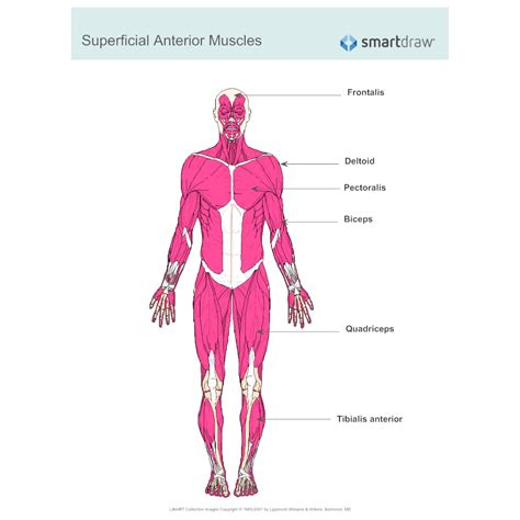 Muscular System Diagram