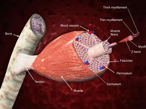 Turns out you do need to read the nodes, even for a simple bind pose without animation. 'Cross Section of a Skeletal Muscle Attached to a Bone ...