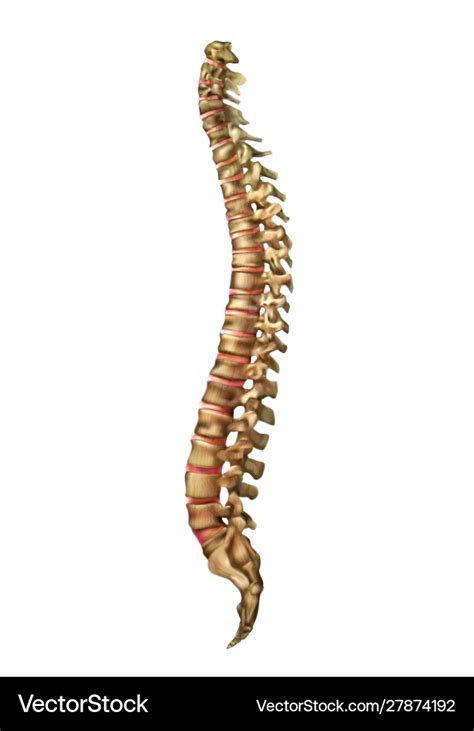 Human Spine Bones And Backbone Joints Royalty Free Vector