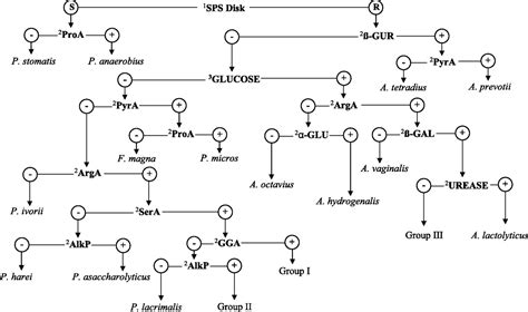 Gram Negative Coccobacilli Chart