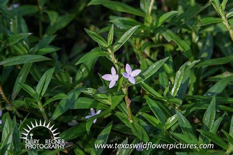 Texas Wildflower Identification Index Texas Wildflower Pictures And