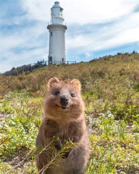 The island was named by a dutchman in the 17th century believing the quokkas were big rats, but they are actually marsupials in the macropod family (like kangaroos). quokka on Instagram: "Brings a smile to everyone ...