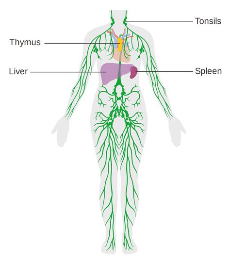 Labeled Diagram Of The Lymphatic System Knitive