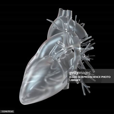 Glass Human Heart Photos And Premium High Res Pictures Getty Images