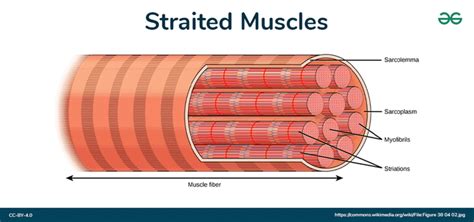 What Are Striated Muscles And Their Functions Geeksforgeeks