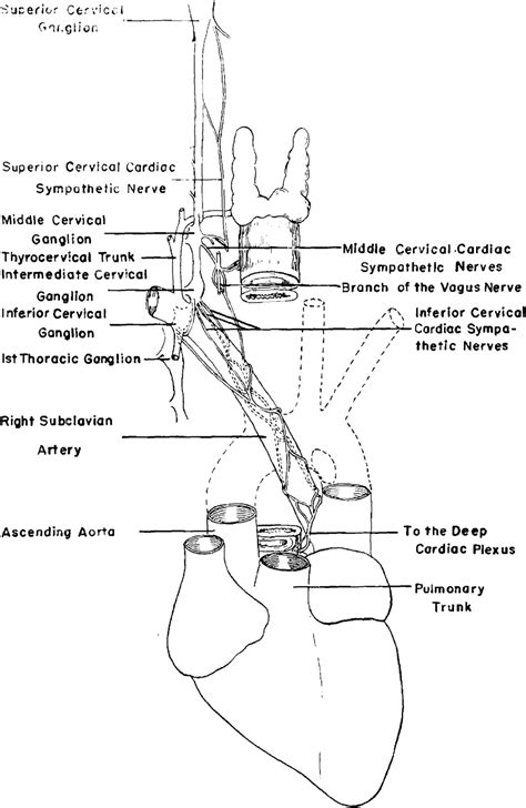 Figure 2 From Innervation Of The Heart And Ductus Arteriosus And Other