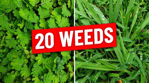 Weed Identification Identify 21 Common Weeds In Lawn Atelier Yuwaciaojp