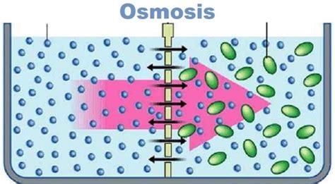 Osmosis Definición Tipos Características Ejemplos