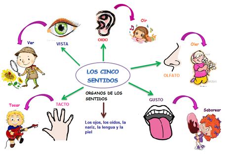 Cuadros Comparativos De Los Sentidos Ejemplos E Imágenes Cuadro